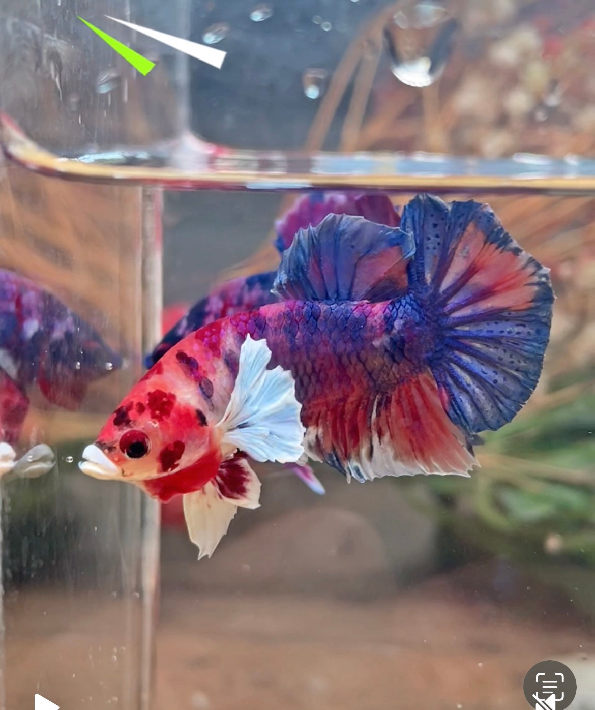 Betta plakat candy dumbo mâle – Import Thaïlande