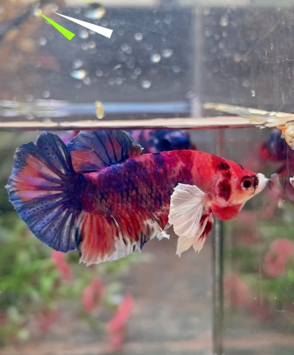 Betta plakat candy dumbo mâle – Import Thaïlande
