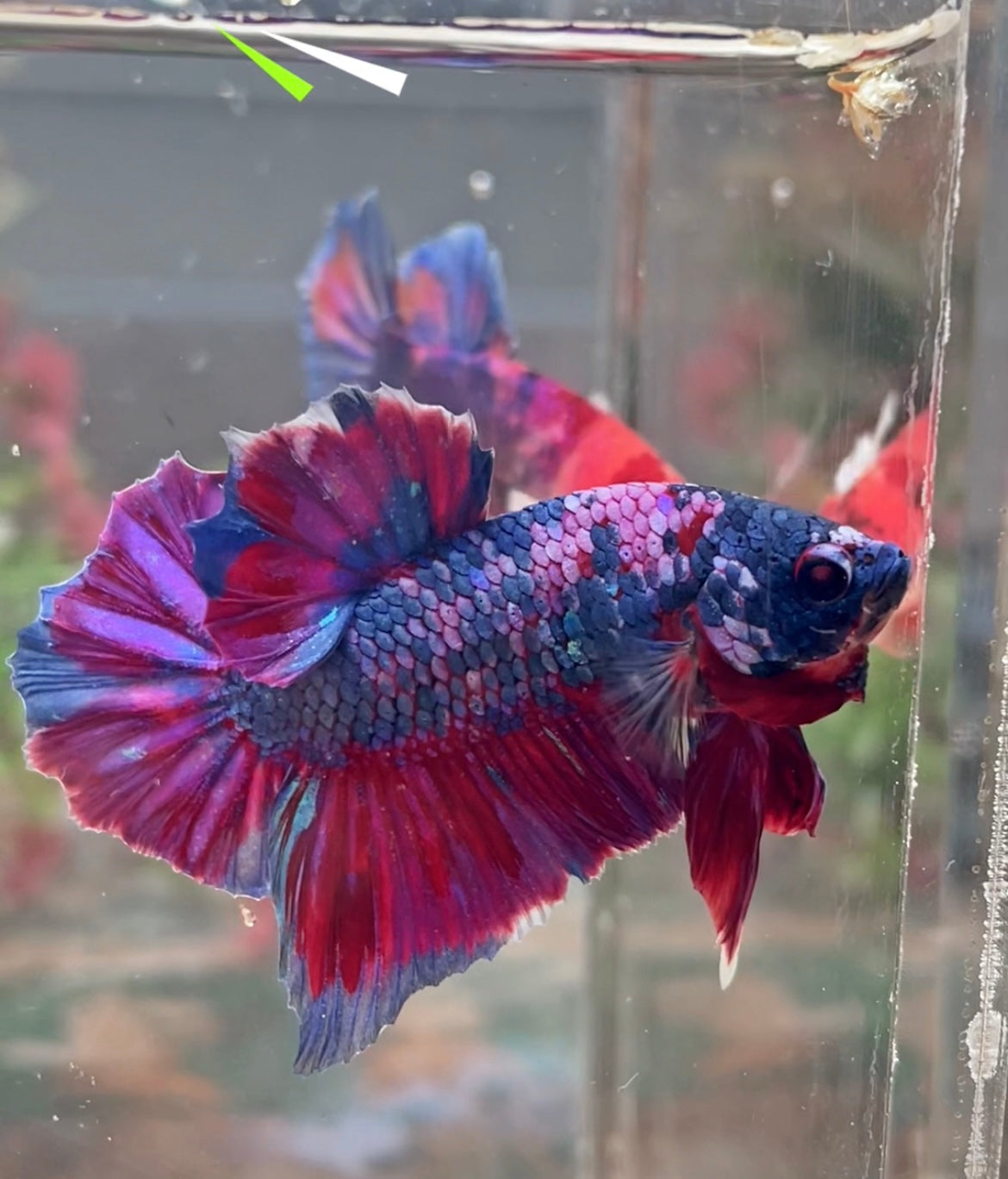 Betta plakat multicolor mâle – Import Thaïlande