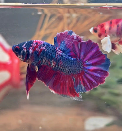 Betta plakat multicolor mâle – Import Thaïlande