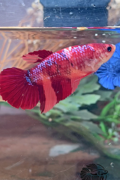 Betta plakat giant nemo femelle – Import Thaïlande