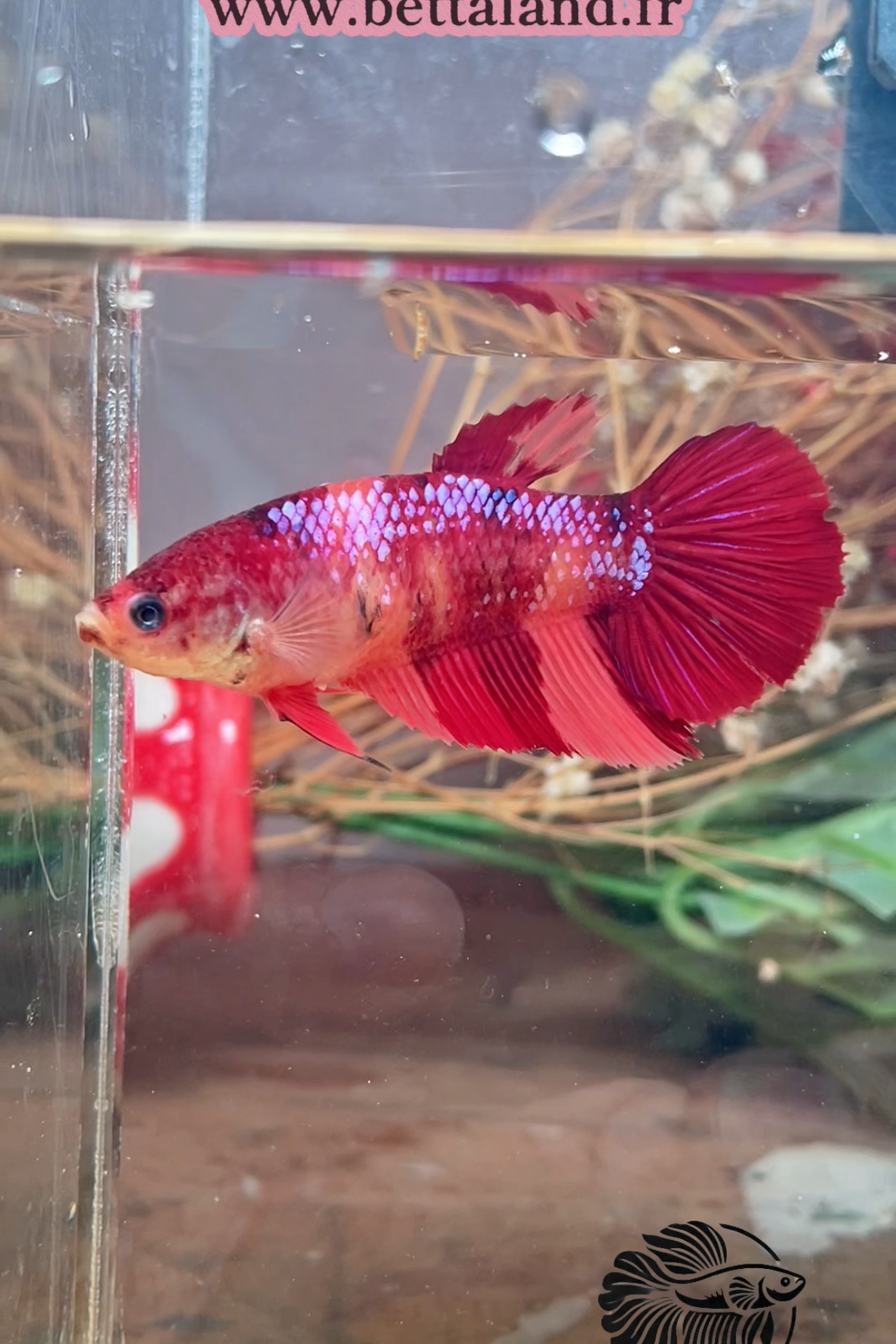 Betta plakat giant nemo femelle – Import Thaïlande