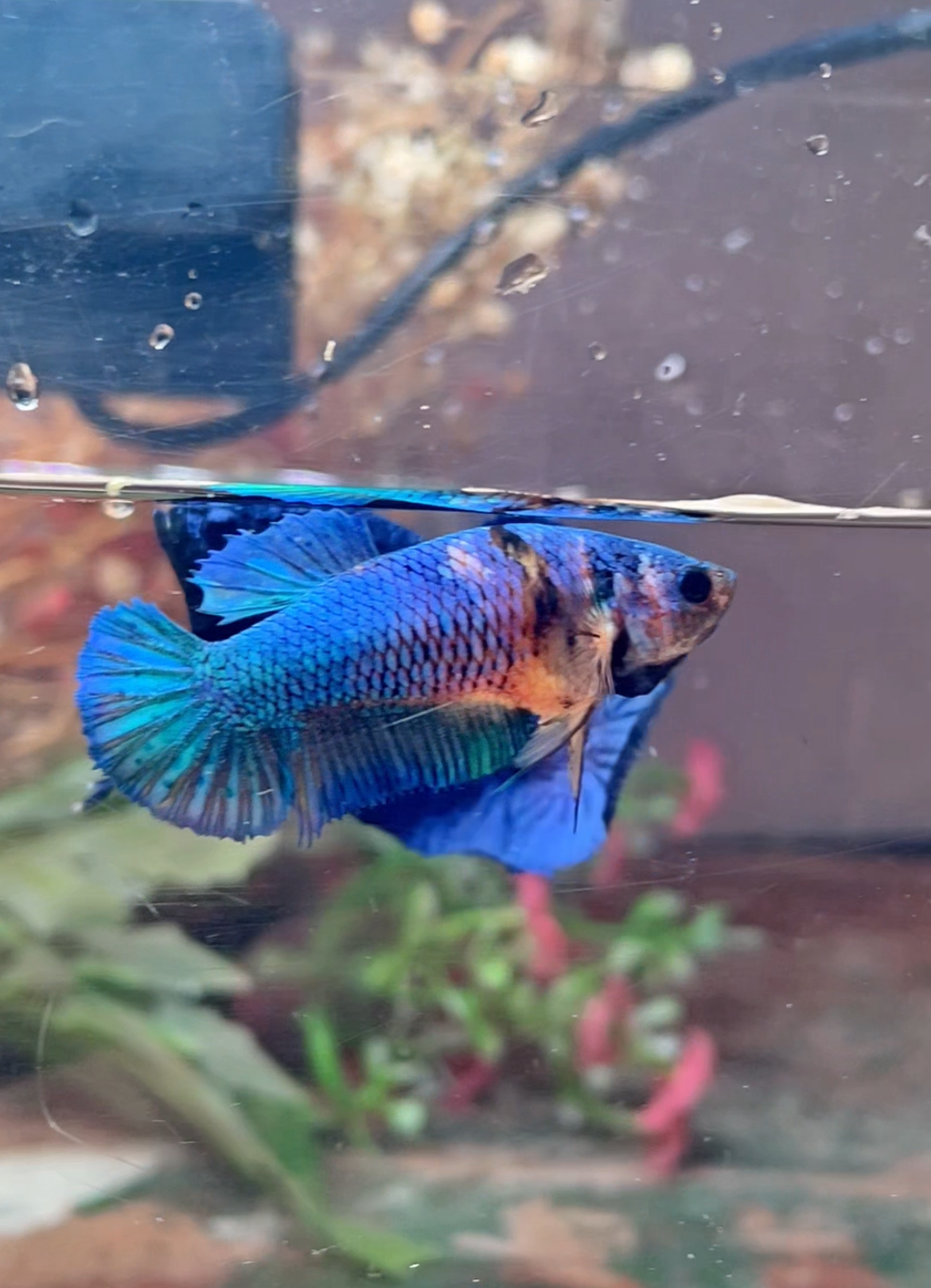 Betta plakat candy femelle – Import Thaïlande