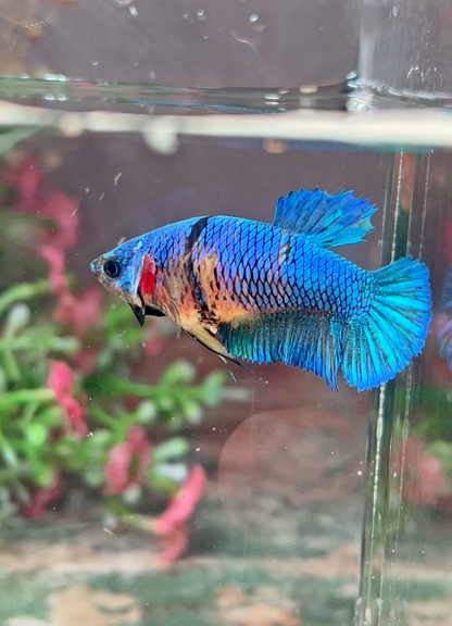 Betta plakat candy femelle – Import Thaïlande