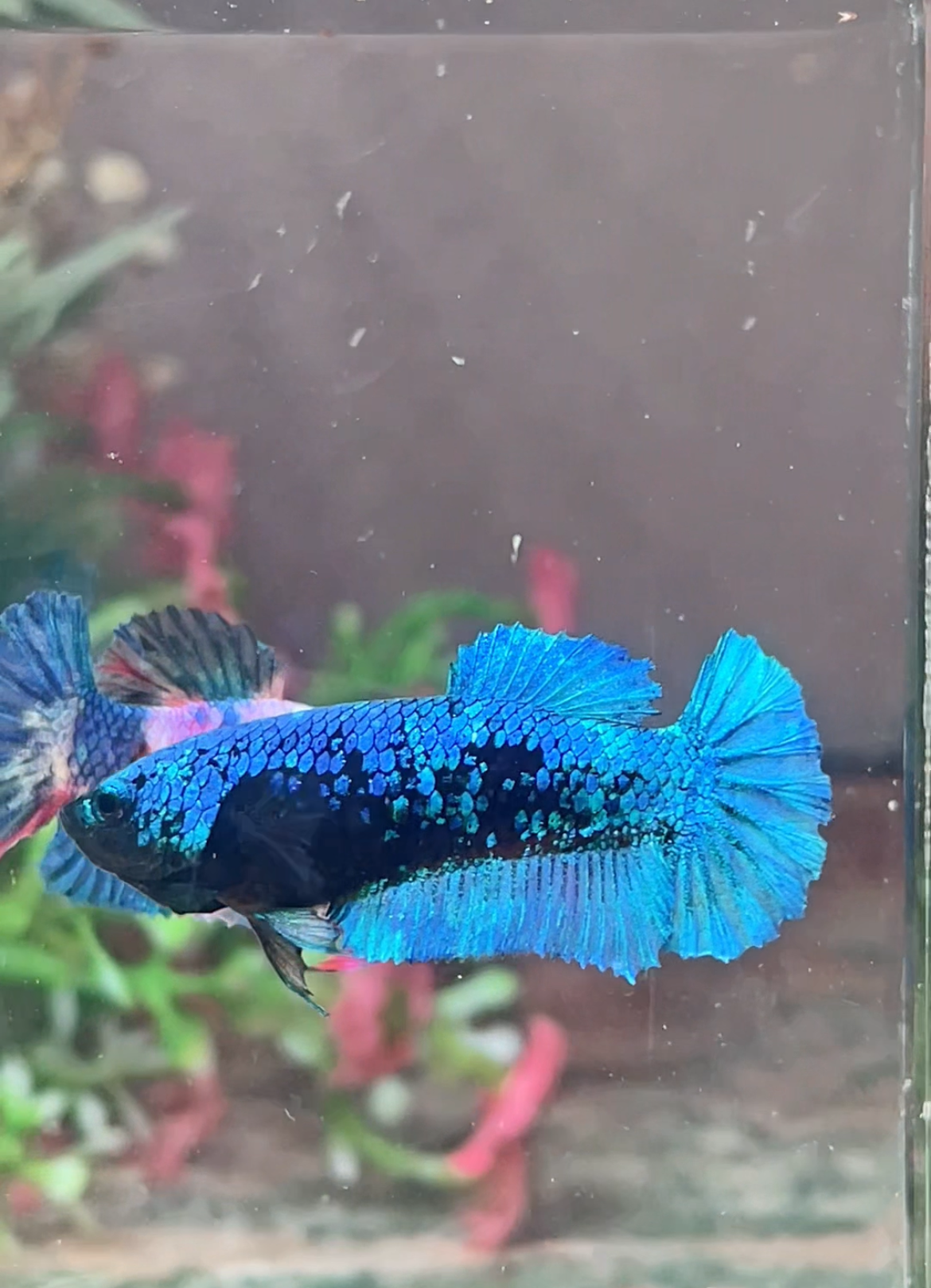 Betta Plakat avatar femelle – Import Thaïlande