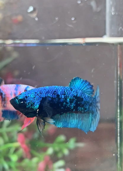 Betta Plakat avatar femelle – Import Thaïlande