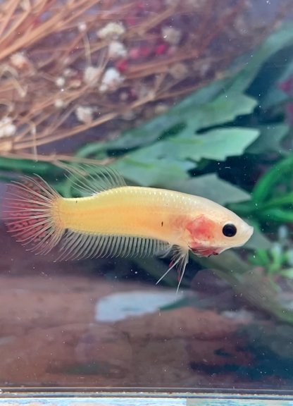 Betta alien cooper gold femelle – Import Thaïlande