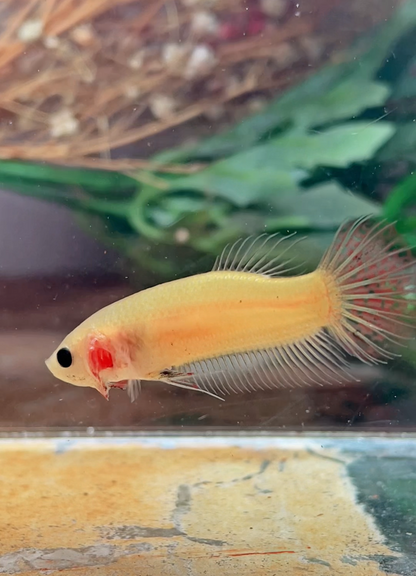 Betta alien cooper gold femelle – Import Thaïlande
