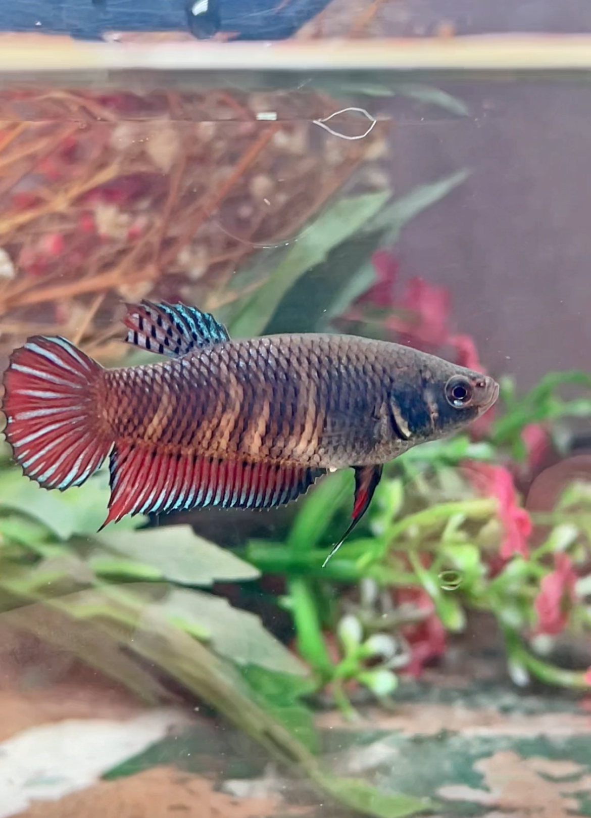 Betta fighter femelle – Import Thaïlande