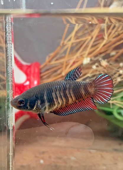 Betta fighter femelle – Import Thaïlande