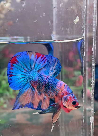 Betta Plakat multicolor mâle – Import Thaïlande