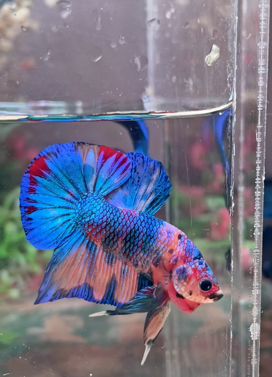 Betta Plakat multicolor mâle – Import Thaïlande