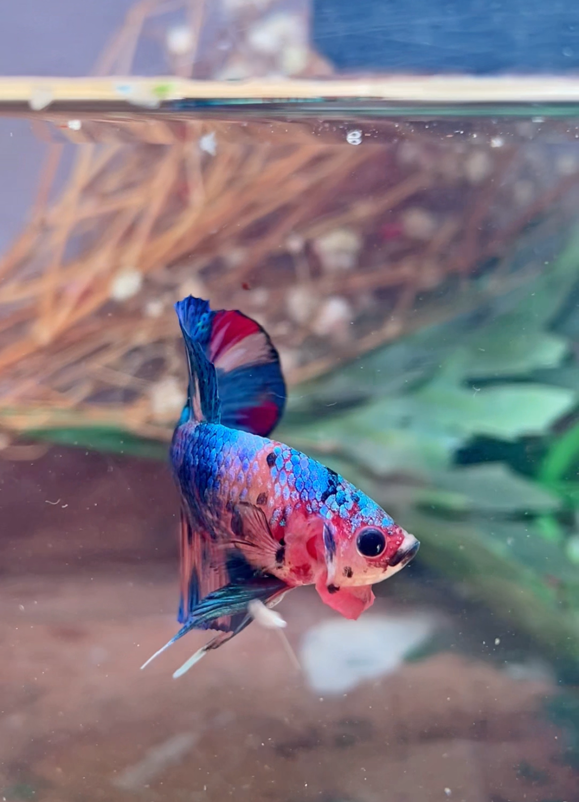 Betta Plakat multicolor mâle – Import Thaïlande