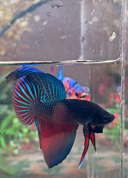 Betta splendens veiltail mâle – Import Thaïlande