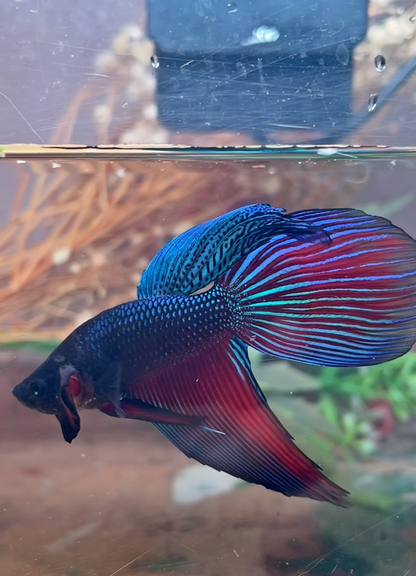 Betta splendens veiltail mâle – Import Thaïlande