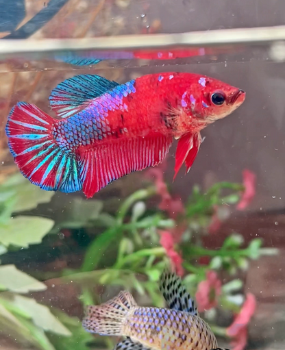 Betta plakat red galaxy femelle – Import Thaïlande