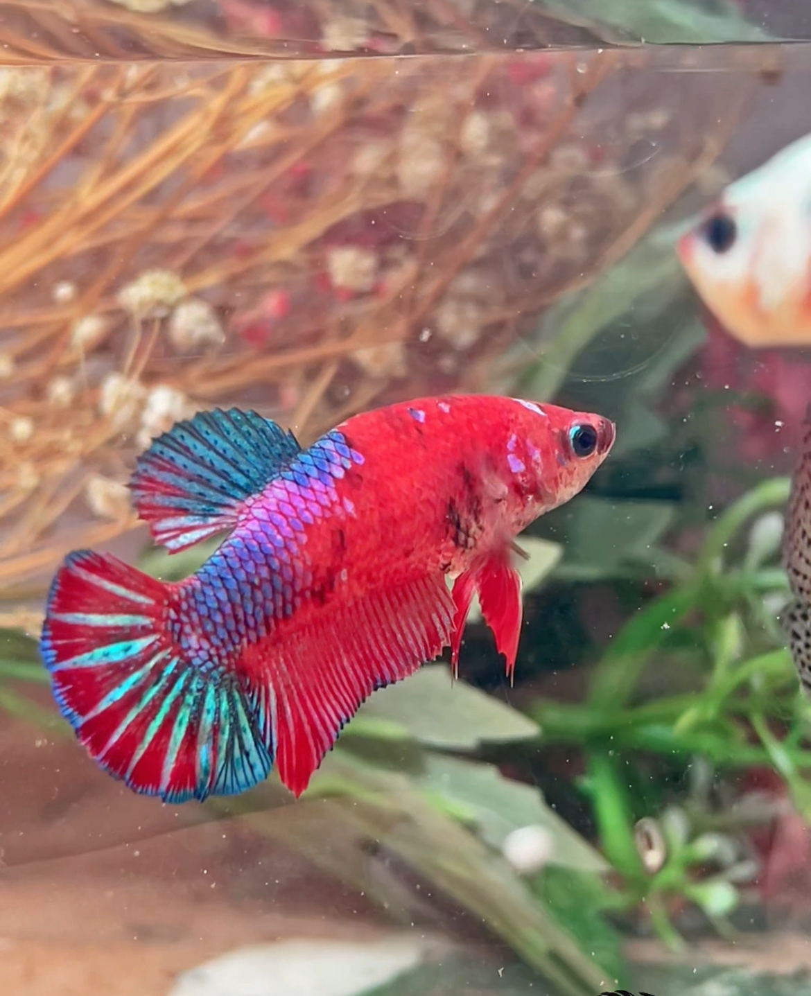 Betta plakat red galaxy femelle – Import Thaïlande