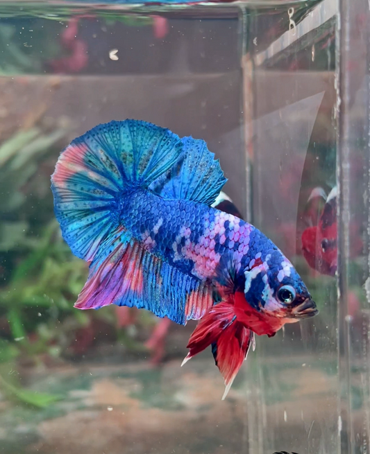 Betta plakat candy mâle – Import Thaïlande