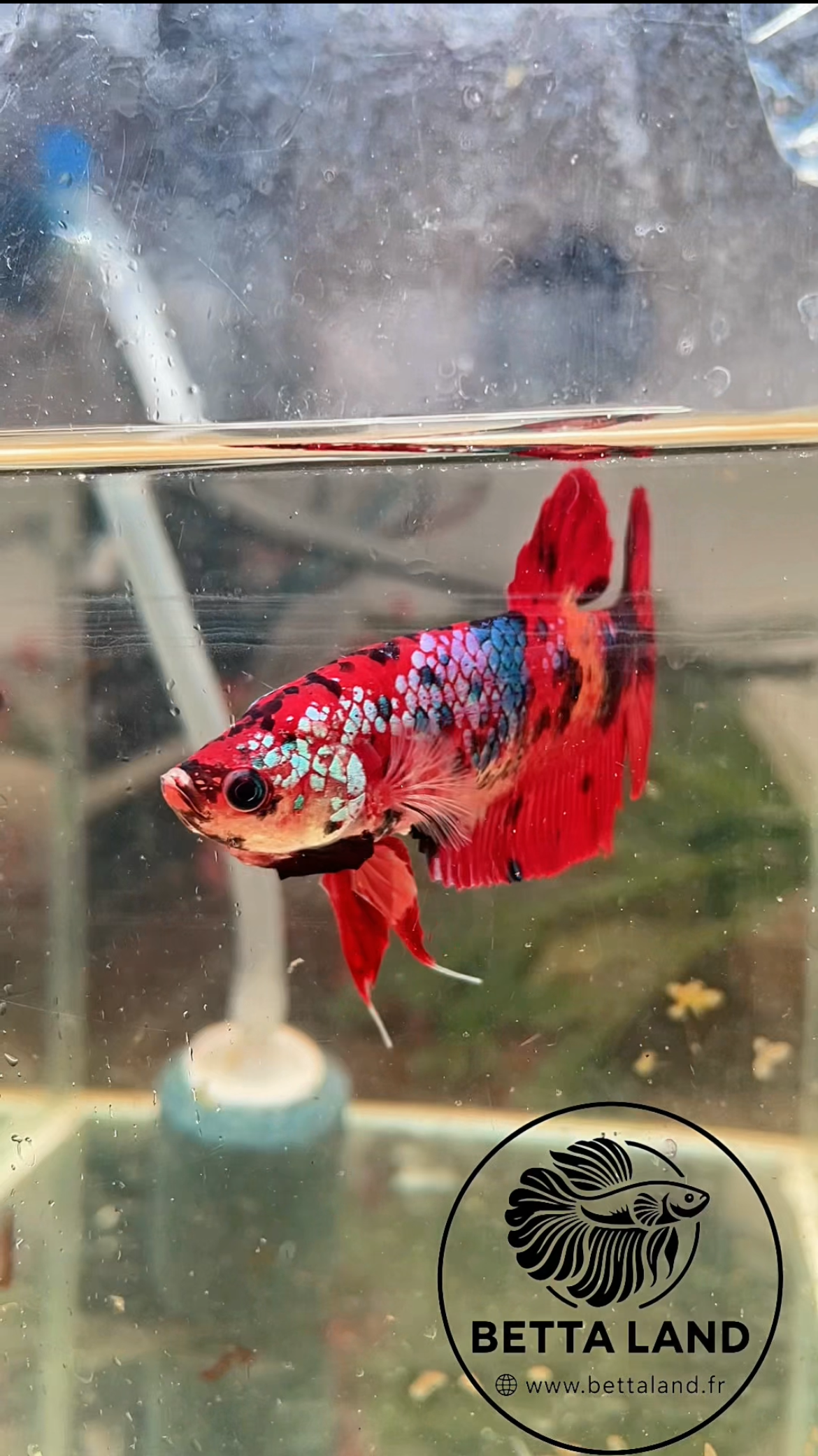 Betta Giant Nemo Galaxy – Femelle