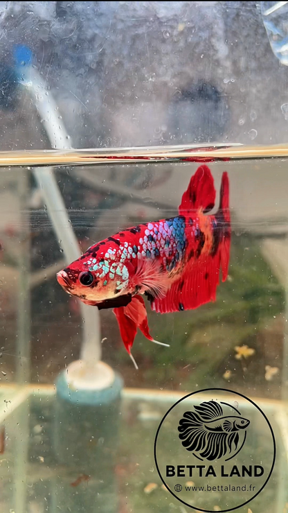 Betta Giant Nemo Galaxy – Femelle