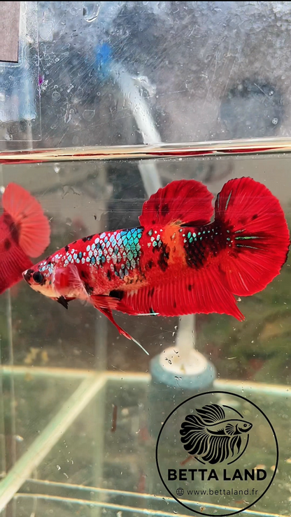 Betta Giant Nemo Galaxy – Femelle