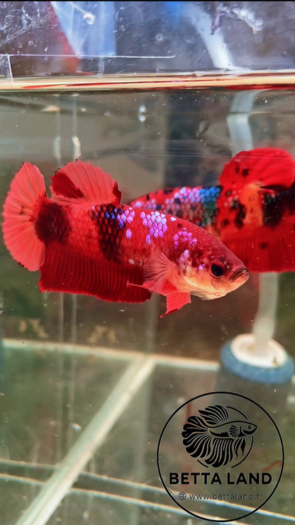 Betta Giant Nemo Galaxy – Femelle 2