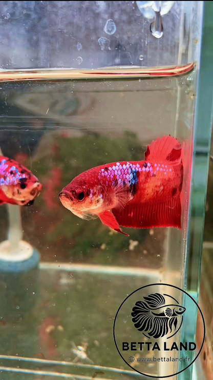 Betta Giant Nemo Galaxy – Femelle 2