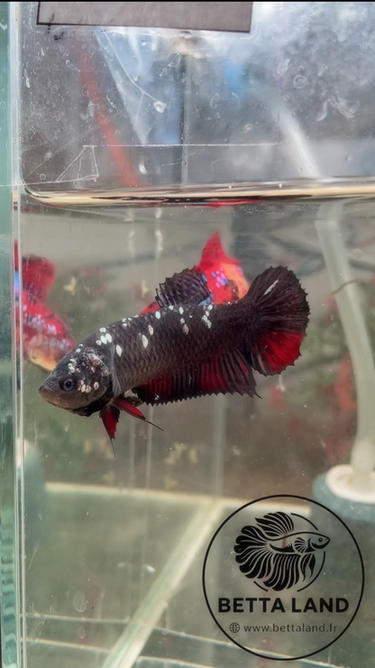 Betta Giant Avatar Copper – Femelle