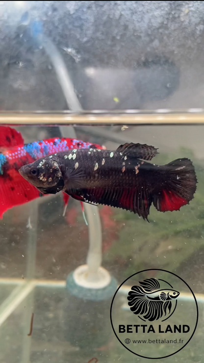 Betta Giant Avatar Copper – Femelle