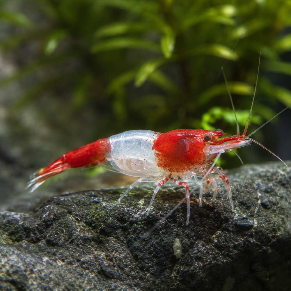 Crevette Neocaridina Red Rili – Rouge & transparent lot de 10