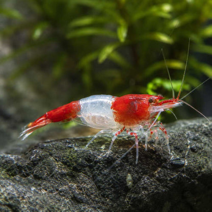 Crevette Neocaridina Red Rili – Rouge & transparent lot de 10