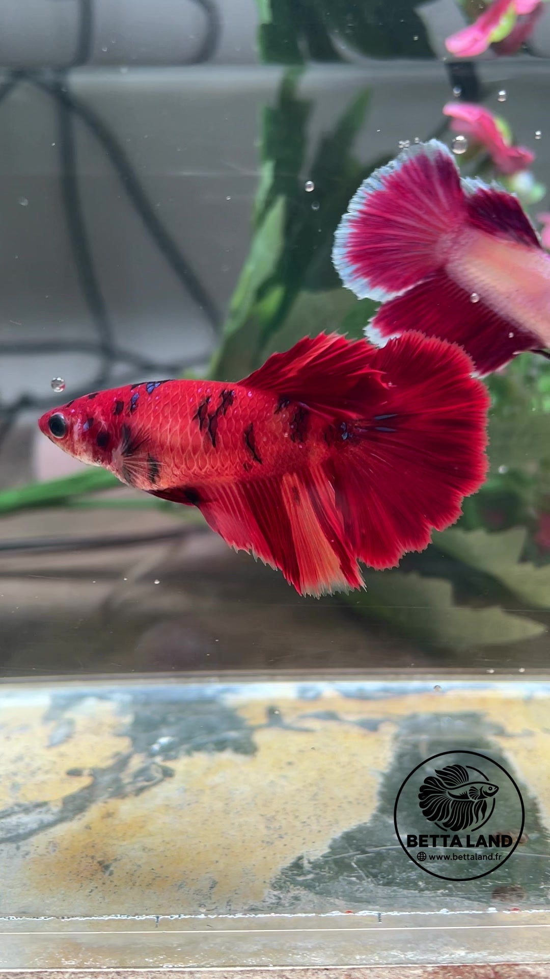 Betta Halfmoon Nemo femelle – spécimen 2052