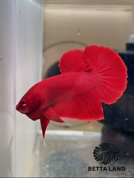 Betta Plakat Super Red Mâle importé de Thailand