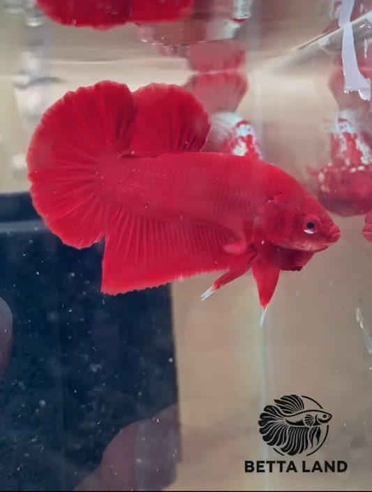 Poisson combattant Plakat Super Red mâle vu de profil