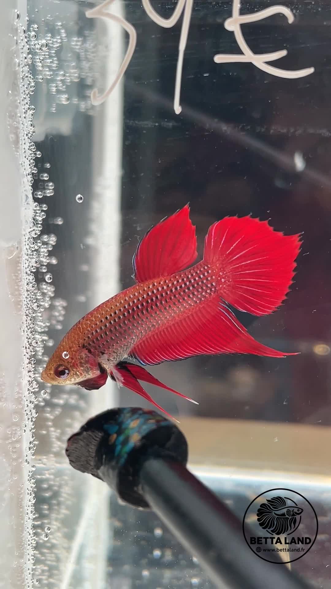 Betta Red Benjarong mâle aux nageoires rouges – spécimen Betta Land
