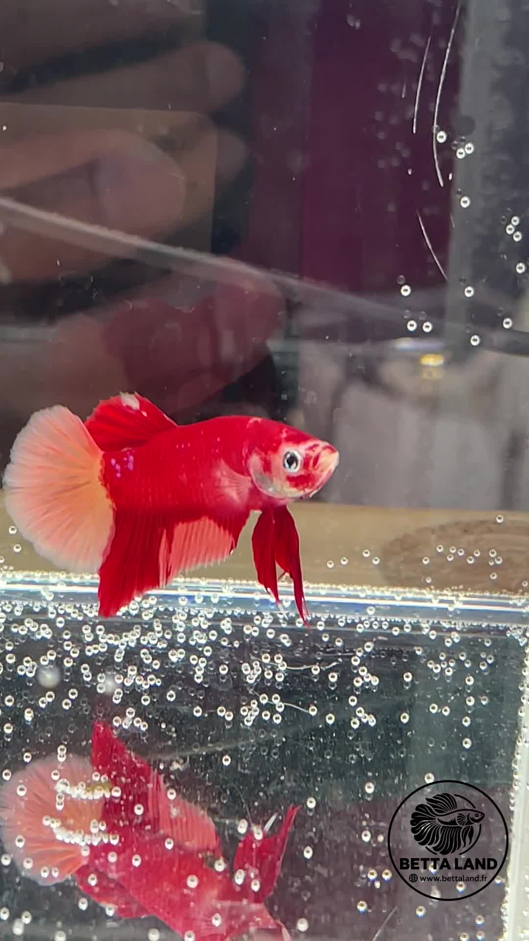 Betta Plakat mâle Classic Nemo