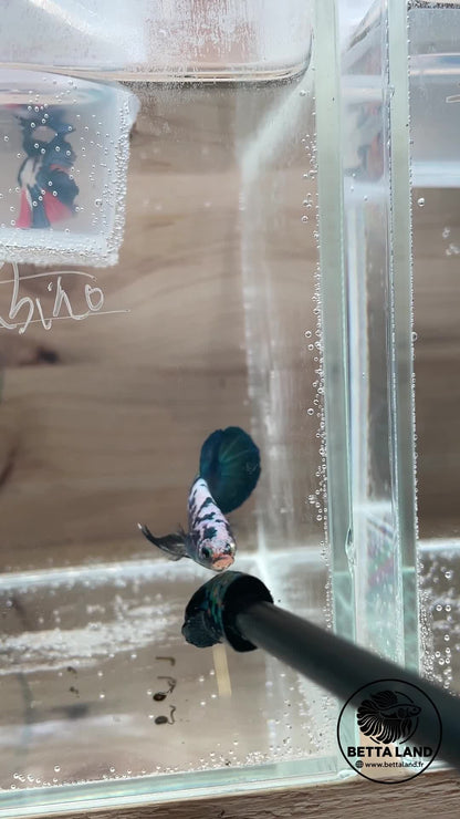 Betta Plakat mâle Blue Marble
