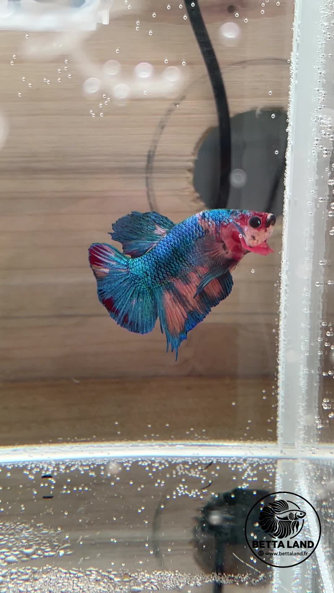 Betta Plakat mâle Candy