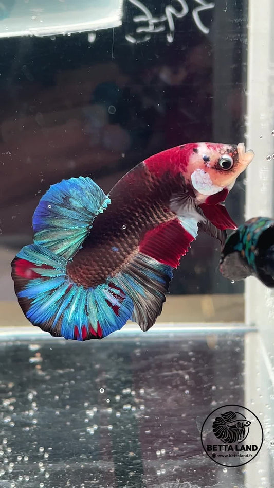 Betta Plakat mâle Koi