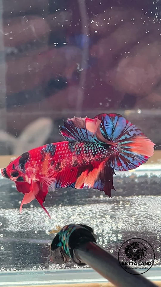 Betta Plakat mâle Nemo Metallic n° 2