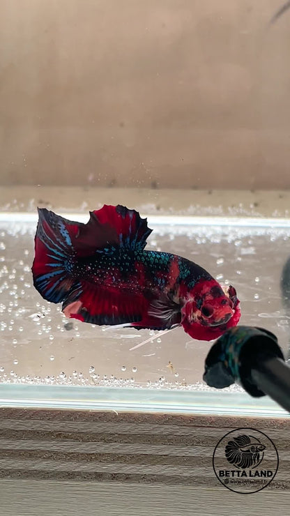 Betta Plakat mâle Nemo Metallic n° 1