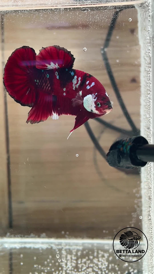 Betta Plakat mâle Red Galaxy n° 2