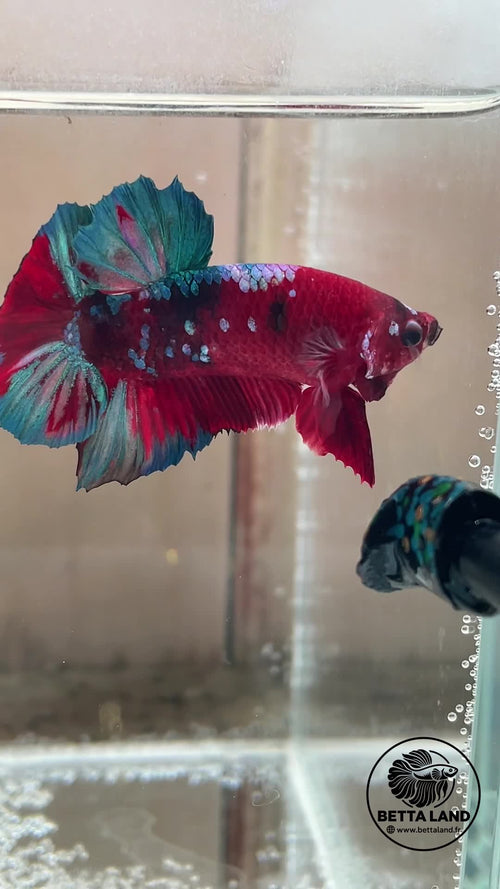 Betta Plakat mâle Red Galaxy n° 3