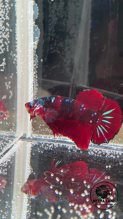 Betta Plakat mâle Red Galaxy n° 1