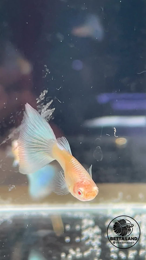 Guppy mâle Blue Topaz