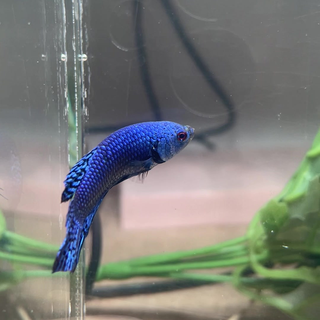 Betta hybride Blue Alien – Mâle — photo du spécimen réel