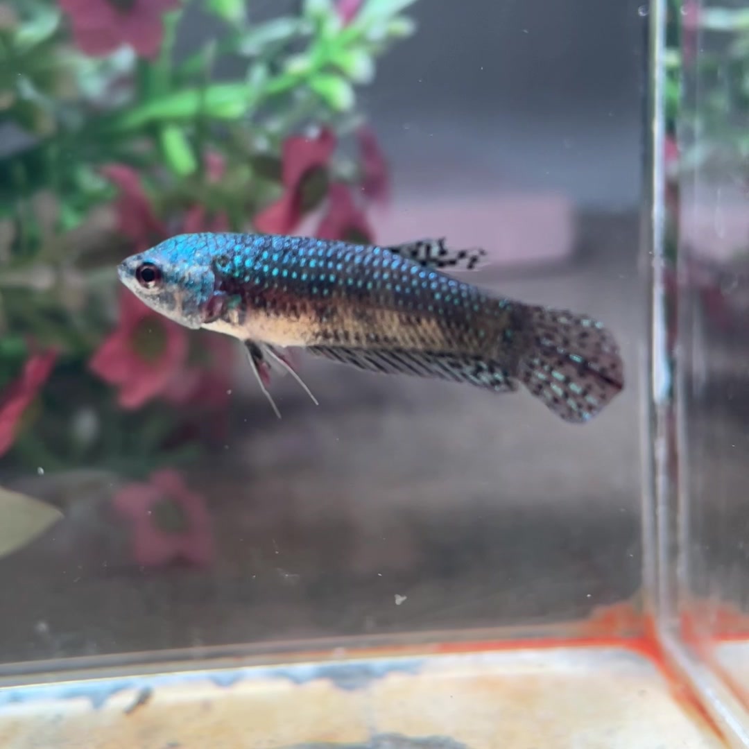 Betta hybride Green Alien – Femelle n° 1 — photo du spécimen réel