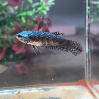 Betta hybride Green Alien – Femelle n° 1 — photo du spécimen réel
