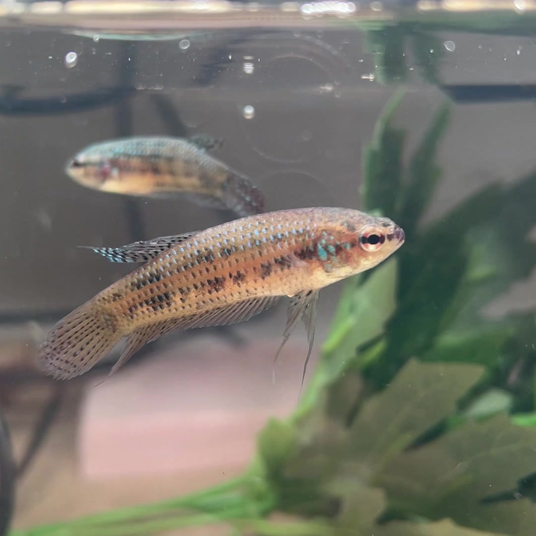 Betta hybride Green Alien – Femelle n° 2 — photo du spécimen réel