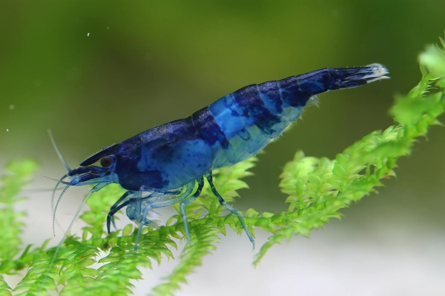 Crevette Neocaridina Blue Rili (lot de 10)